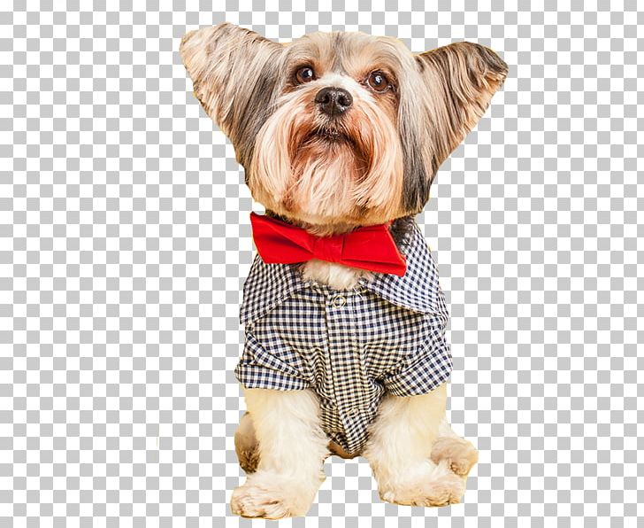 Dog Breed Yorkshire Terrier Puppy Companion Dog PNG, Clipart, Animals, Breed, Carnivoran, Clothing, Companion Dog Free PNG Download