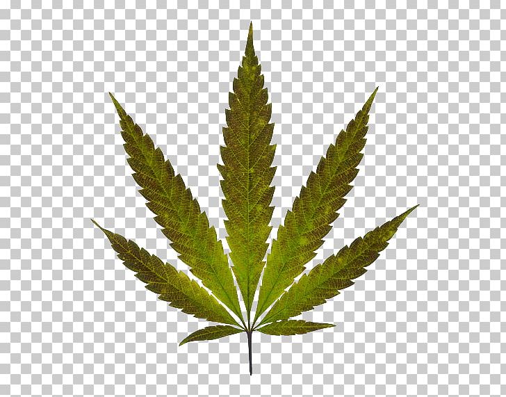 Marijuana Cannabis Leaf PNG, Clipart, Cannabis, Cannabis In Papua New Guinea, Cannabis Smoking, Hemp, Hemp Family Free PNG Download