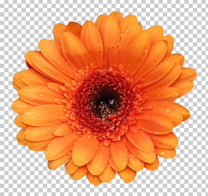 Gerbera Jamesonii Flower Stock Photography Orange PNG, Clipart, Birth Flower, Chrysanths, Common Daisy, Cut Flowers, Daisy Family Free PNG Download