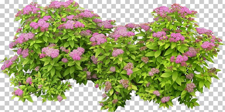 Plant Shrub Tree PNG, Clipart, Annual Plant, Branch, Flower, Flowering Plant, Flowers Free PNG Download
