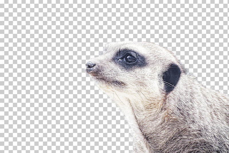 Meerkat Mongoose Snout Whiskers PNG, Clipart, Meerkat, Mongoose, Snout, Whiskers Free PNG Download
