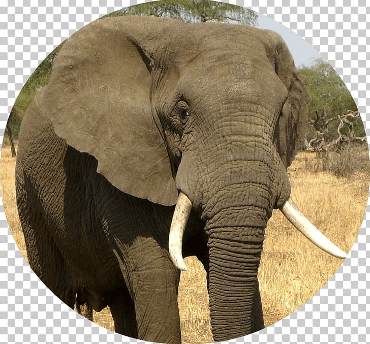 African Bush Elephant Asian Elephant Rhinoceros PNG, Clipart, Africa, African Bush Elephant, African Elephant, Animals, Desert Elephant Free PNG Download