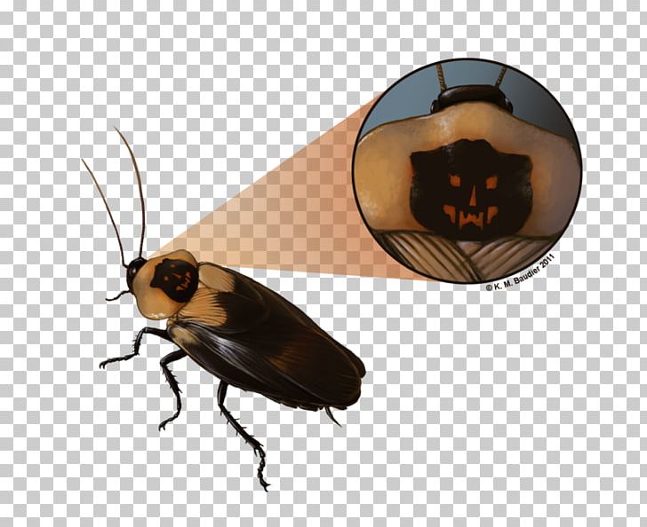 Death's Head Cockroach Insect Madagascar Hissing Cockroach PNG, Clipart,  Free PNG Download