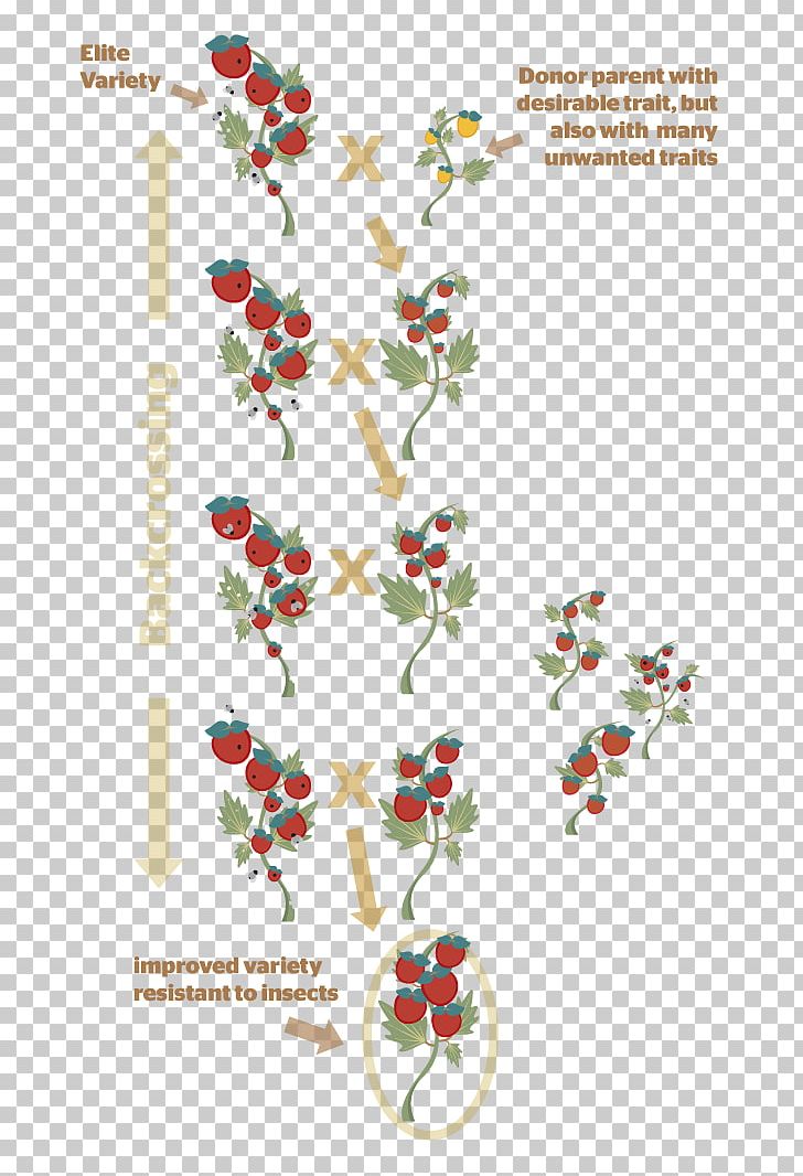 Floral Design Christmas Ornament Pattern PNG, Clipart, Aquifoliaceae, Art, Branch, Branching, Christmas Free PNG Download