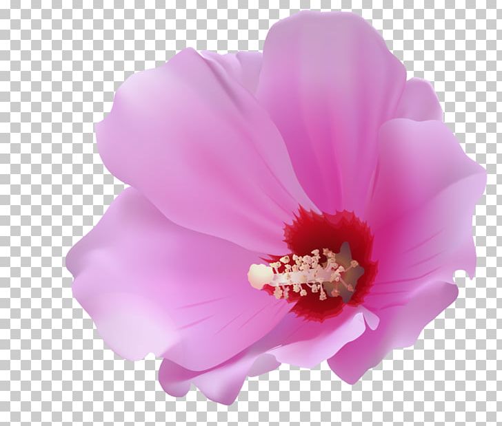 Flower Petal PNG, Clipart, Deviantart, Flower, Flowering Plant, Herbaceous Plant, Hibiscus Free PNG Download