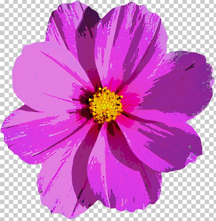 Flower Photography PNG, Clipart, Annual Plant, Aster, Blossom, Cosmos, Daisy Family Free PNG Download