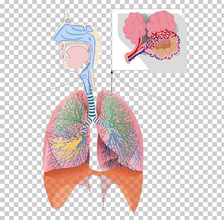 Respiratory System Breathing Respiratory Tract Bronchiole Lung PNG, Clipart, Breathing, Bronchiole, Bronchus, Creative, Disease Free PNG Download