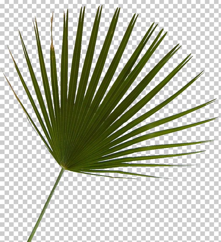 Arecaceae Saw Palmetto Tree Plant Leaf PNG, Clipart, Arecaceae, Arecales, Grass, Leaf, Line Free PNG Download