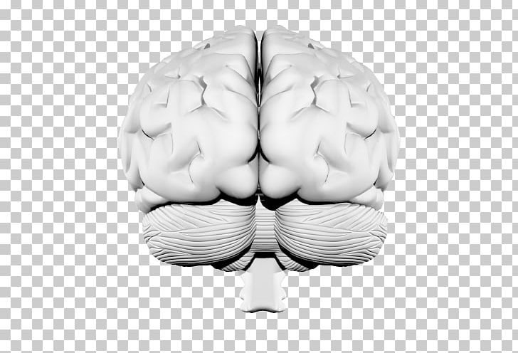 Brain Neurology PNG, Clipart,  Free PNG Download