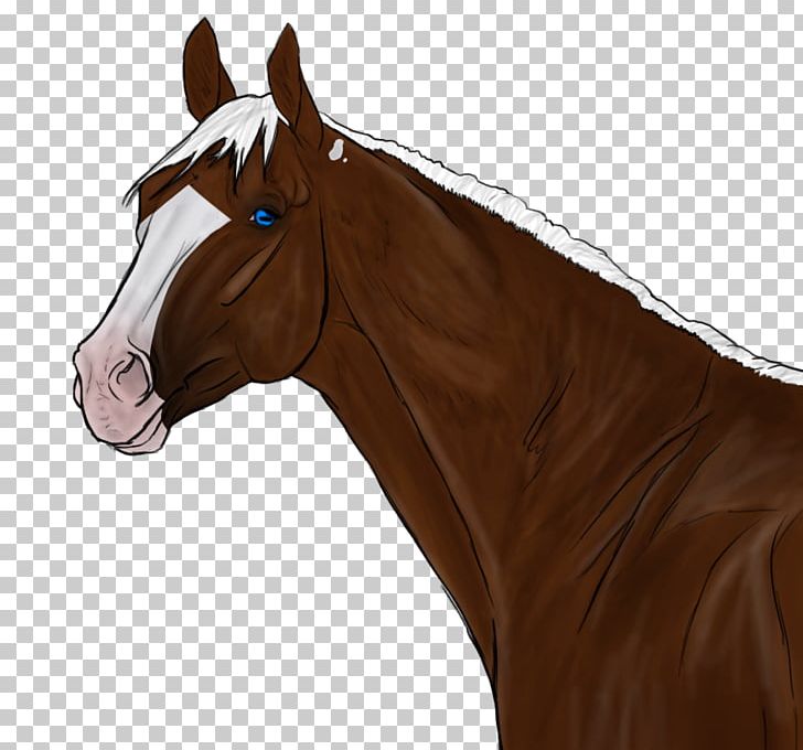 Halter Mane Mustang Horse Harnesses Mare PNG, Clipart,  Free PNG Download