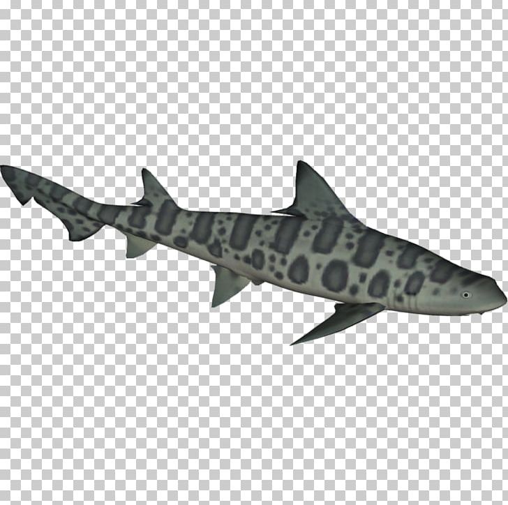 Requiem Sharks Leopard Shark School Shark Cartilaginous Fishes Broadnose Sevengill Shark PNG, Clipart, Bluntnose Sixgill Shark, Broadnose Sevengill Shark, California Sheephead, Cartilaginous Fish, Cartilaginous Fishes Free PNG Download