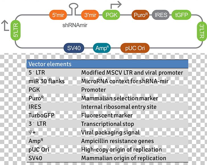 Short Hairpin RNA Viral Mir-30 MicroRNA Precursor PNG, Clipart, Area, Art, Brand, Computer Program, Diagram Free PNG Download