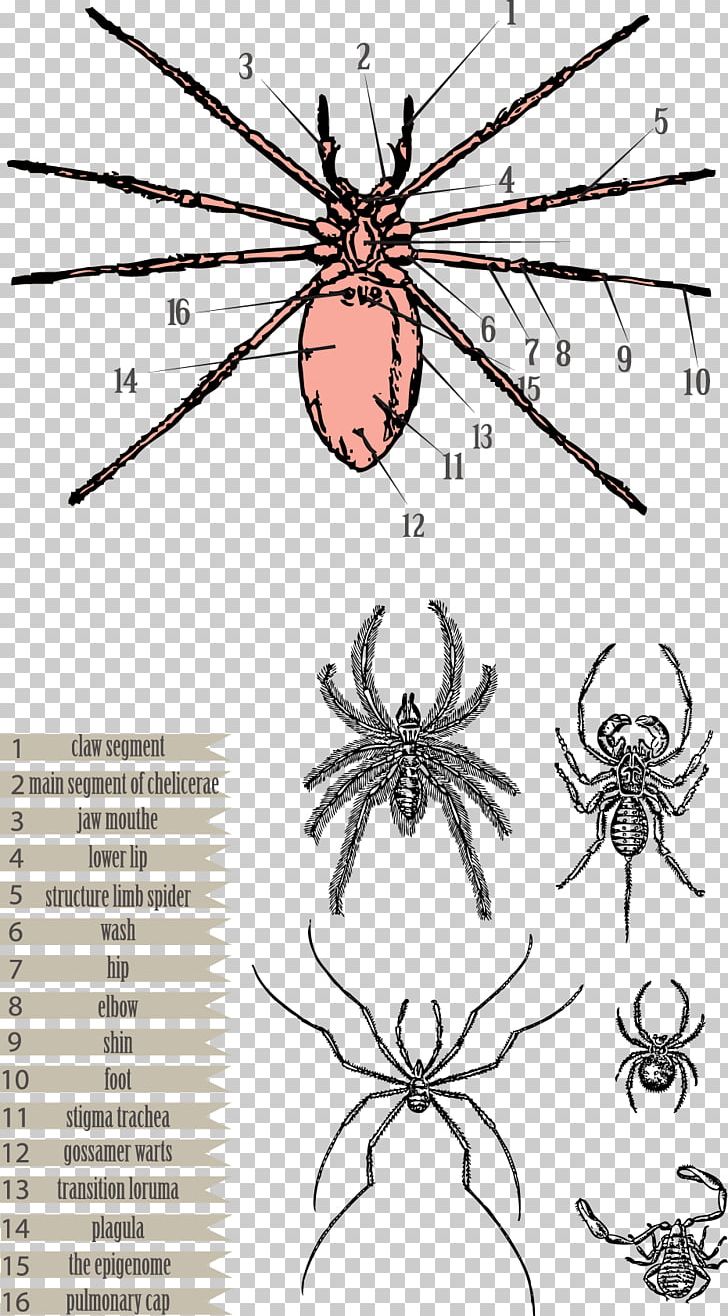 Spider Euclidean PNG, Clipart, Animal, Cartoon Spider Web, Happy Birthday Vector Images, Insects, Poin Free PNG Download