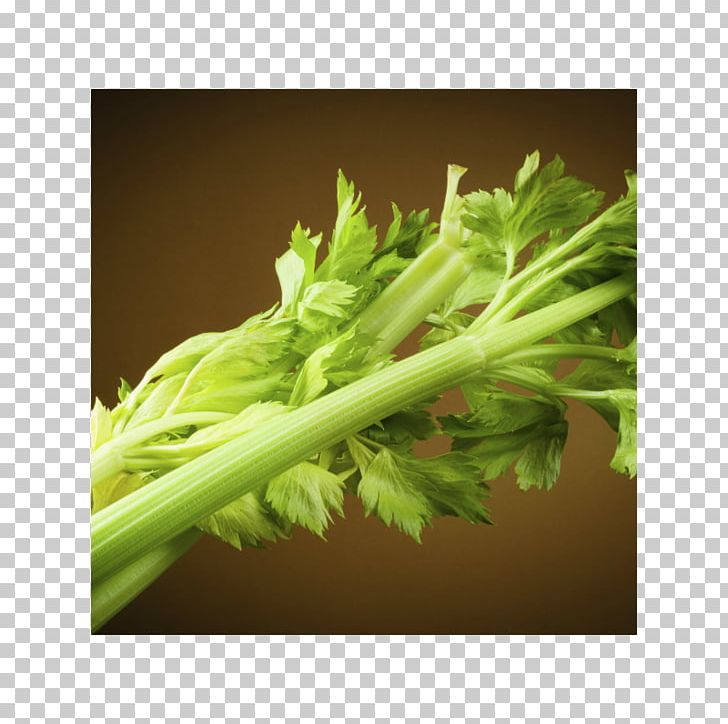 Coriander Celery Food Health Vegetable PNG, Clipart, Alimento Saludable, Celery, Chard, Coriander, Daucus Carota Free PNG Download