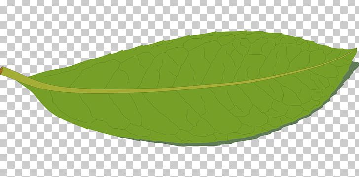 Leaf PNG, Clipart, Green, Green Leaf, Leaf, Nature, Plant Free PNG Download