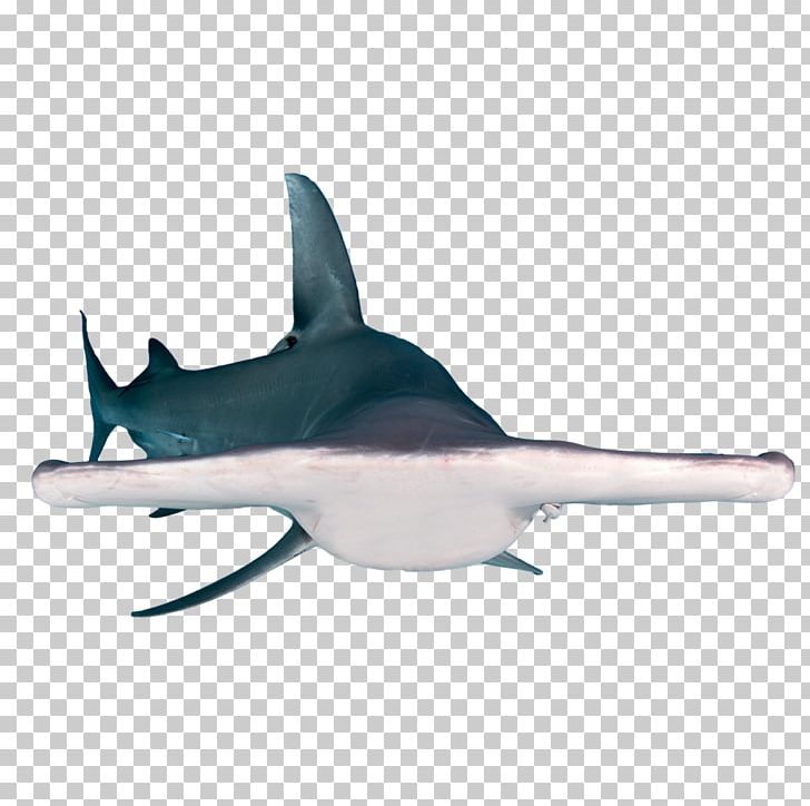 Requiem Sharks Hammerhead Shark Guinness World Records: Amazing Animals: Packed Full Of Your Most-Loved Animal Friends Tiger Shark PNG, Clipart,  Free PNG Download