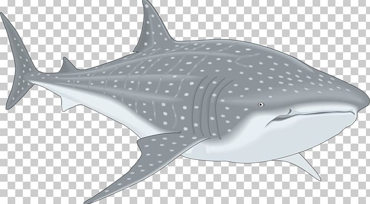 Whale Shark PNG, Clipart, Animals, Cartilaginous Fish, Drawing, Fauna, Fin Free PNG Download