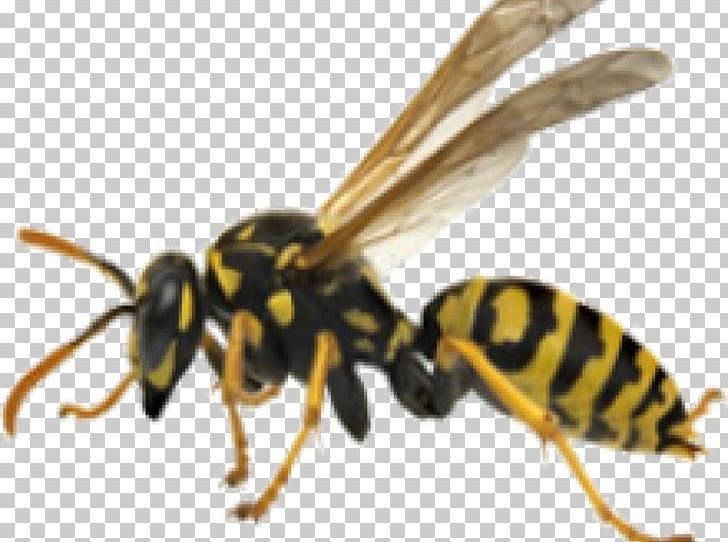 Bee Hornet Wasp Yellowjacket PNG, Clipart, Arthropod, Bee, Bee Sting, Desktop Wallpaper, Honey Bee Free PNG Download