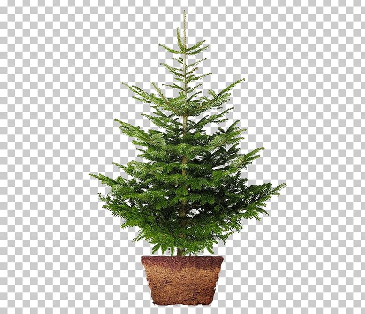 Christmas Tree Nordmann Fir Norway Spruce Christmas Day PNG, Clipart, Christmas Day, Christmas Decoration, Christmas Ornament, Christmas Tree, Conifer Free PNG Download