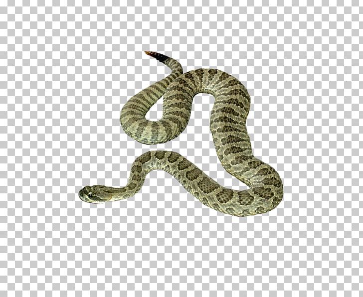 Coral Reef Snakes Reptile PNG, Clipart, Animals, Boa Constrictor, Boas, Coral Reef Snakes, Creation Free PNG Download