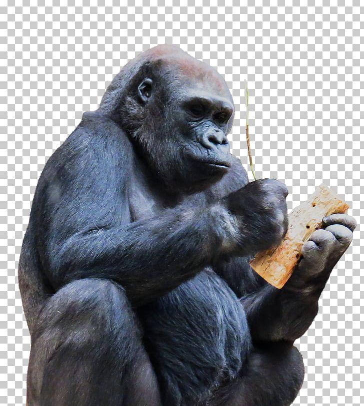 Chimpanzee Gorilla Ape Monkey Primate PNG, Clipart, Animal, Animals, Ape, Chimpanzee, Common Chimpanzee Free PNG Download