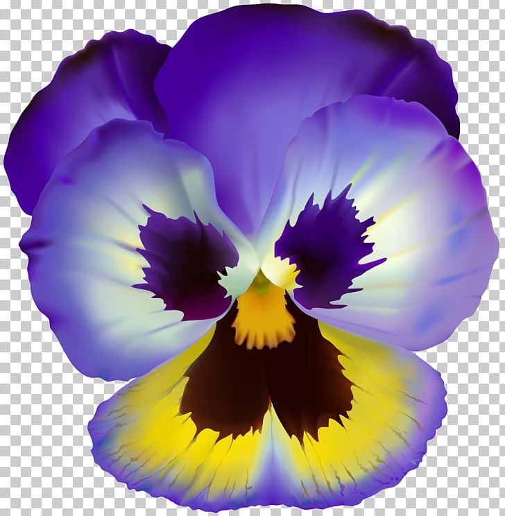 Pansy Drawing PNG, Clipart, Color, Desktop Wallpaper, Drawing, Flower, Flowering Plant Free PNG Download