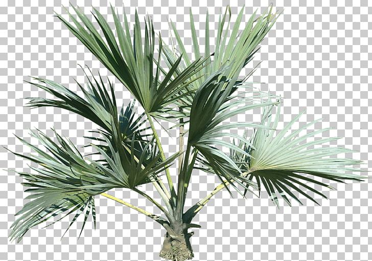 Arecaceae PNG, Clipart, Arecaceae, Arecales, Bild, Borassus Flabellifer, Cute Free PNG Download