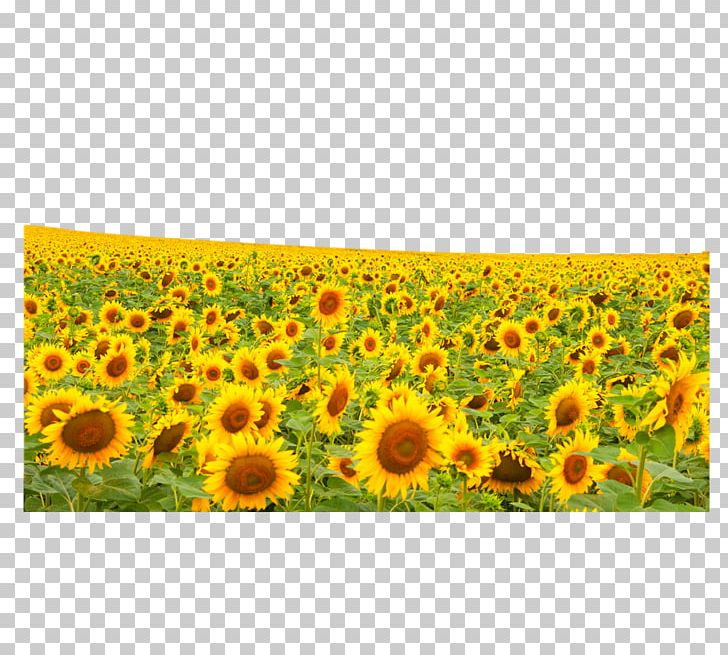 Common Sunflower Hanggin Rear Banner Sunflower Seed PNG, Clipart, Annual Plant, Daisy Family, Description, Field, Flo Free PNG Download