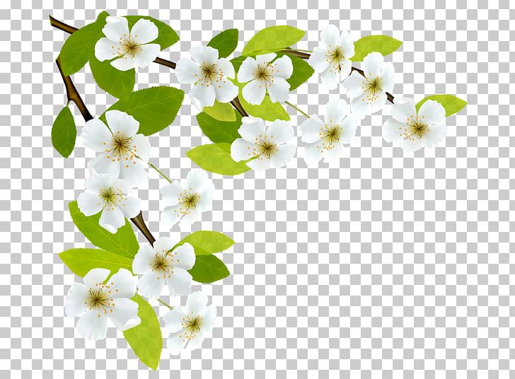 Spring Branch PNG, Clipart, Blossom, Branch, Cherry Blossom, Clip Art, Desktop Wallpaper Free PNG Download