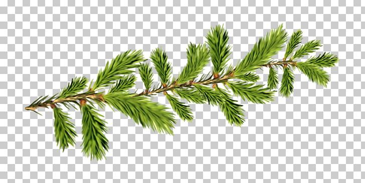 Spruce Fir Television Grandfather Ded Moroz PNG, Clipart, Branch, City, Conifer, Cypress Family, Ded Moroz Free PNG Download