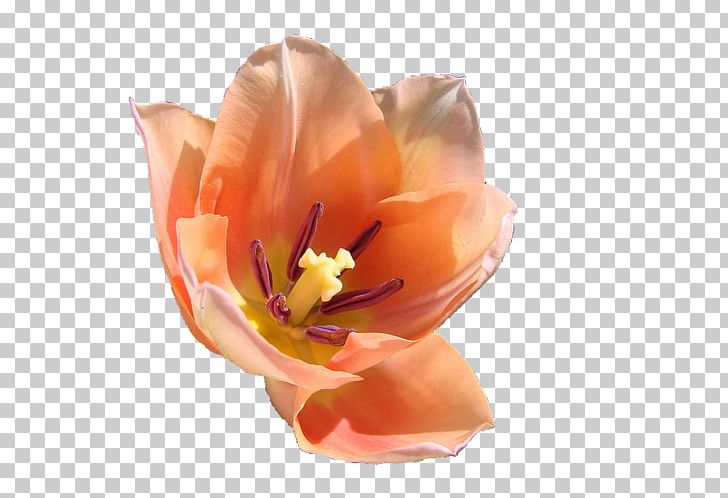 Flower Garden Tulip Gaia Online Petal PNG, Clipart, Basket, Blue, Cut Flowers, Flower, Flowering Plant Free PNG Download