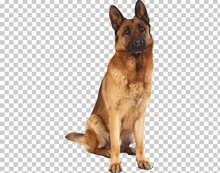 Old German Shepherd Dog Malinois Dog King Shepherd Kunming Wolfdog PNG, Clipart, Animal, Animals, Canidae, Carnivoran, Dog Free PNG Download