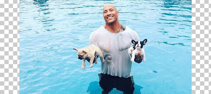 Sexiest Man Alive Professional Wrestler Actor Celebrity Puppy PNG, Clipart, Actor, Celebrity, Dwayne Johnson, Face, Film Producer Free PNG Download