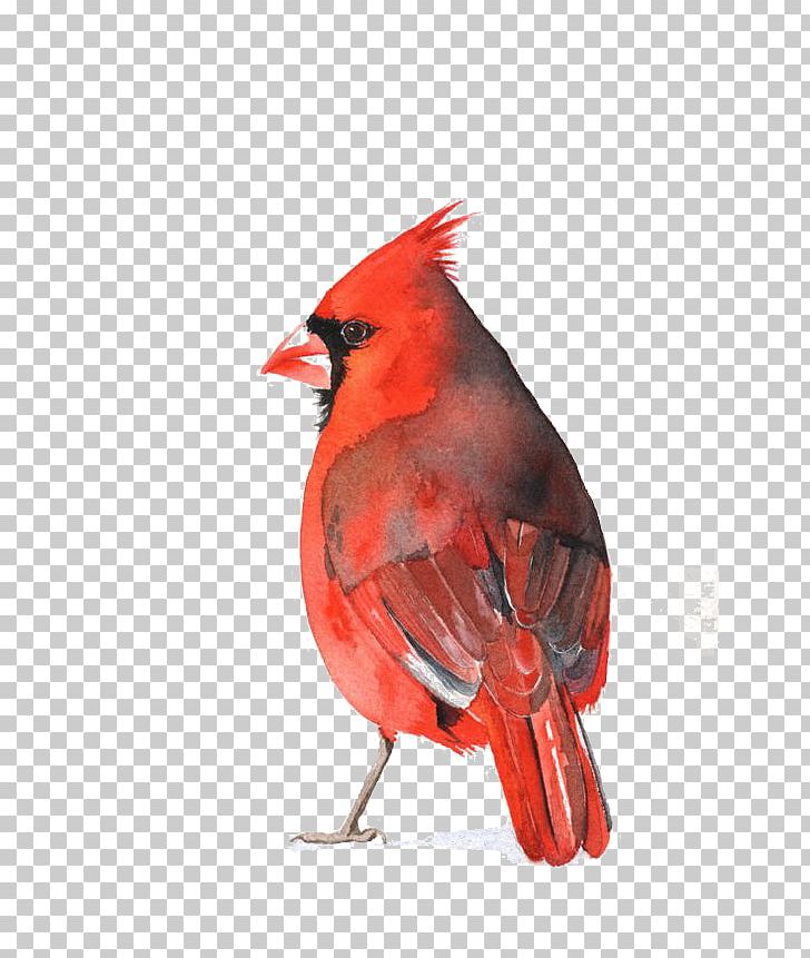 Watercolor Painting St. Louis Cardinals Art Bird PNG, Clipart, Animals, Beak, Birds, Cardinal, Color Free PNG Download