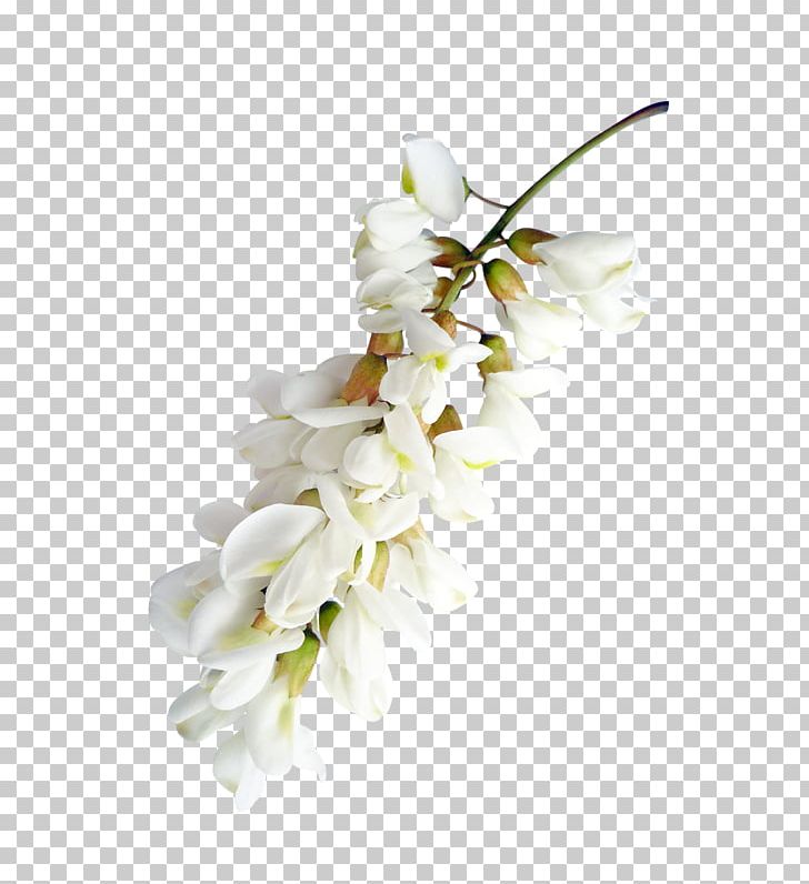 Encapsulated PostScript PNG, Clipart, Adobe Flash, Dendrobium, Encapsulated Postscript, Flor, Flower Free PNG Download