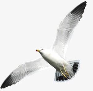 Seagull PNG, Clipart, Animal, Bird, Seagull, Seagull Clipart, White Free PNG Download