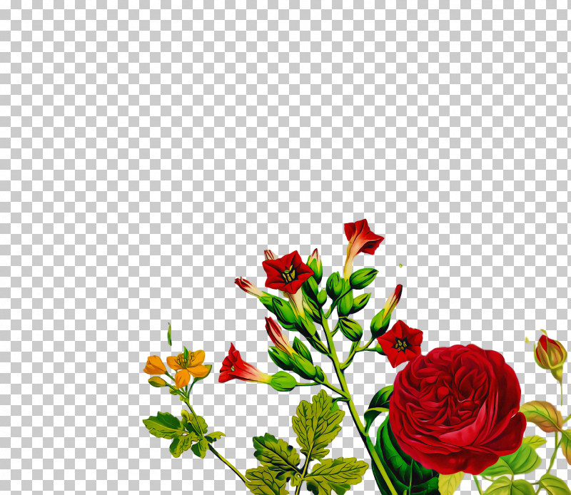 Garden Roses PNG, Clipart, Cut Flowers, Floral Design, Flower, Flower Bouquet, Garden Free PNG Download