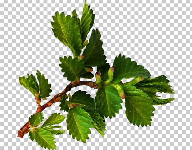 Leaf Easter Paskha Herb YouTube PNG, Clipart, Autumn, Com, Easter, Egg, Herb Free PNG Download