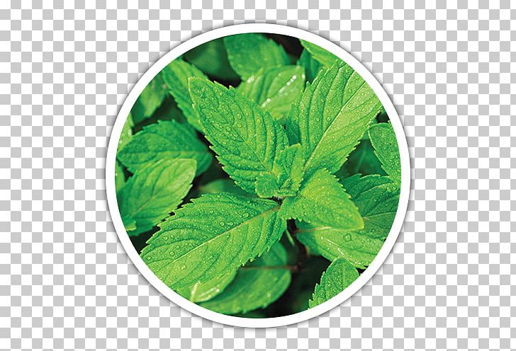 Mentha Spicata Peppermint Flavor Mints Nanaminze PNG, Clipart, Approximately, Aroma, Carvone, Flavor, Herb Free PNG Download