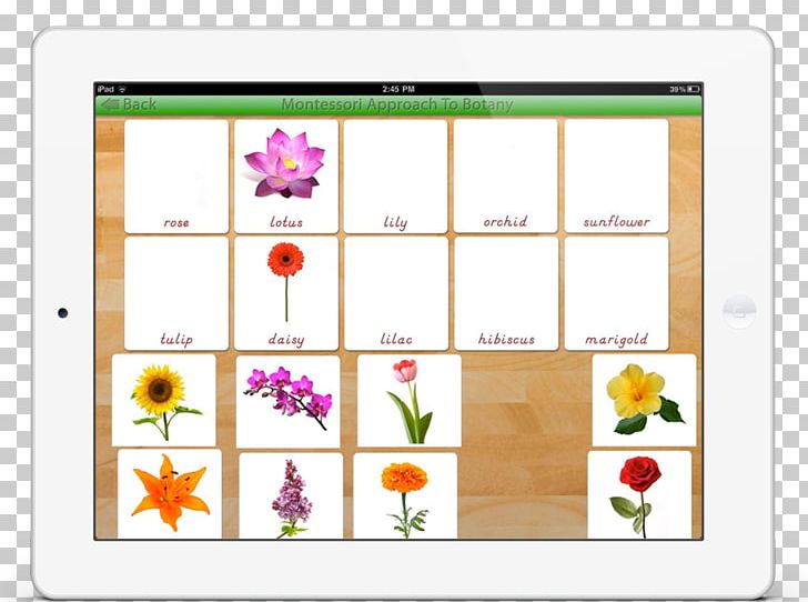 Plant App Store Montessori Education PNG, Clipart, Animal, App Store, Botany, Floral Design, Floristry Free PNG Download