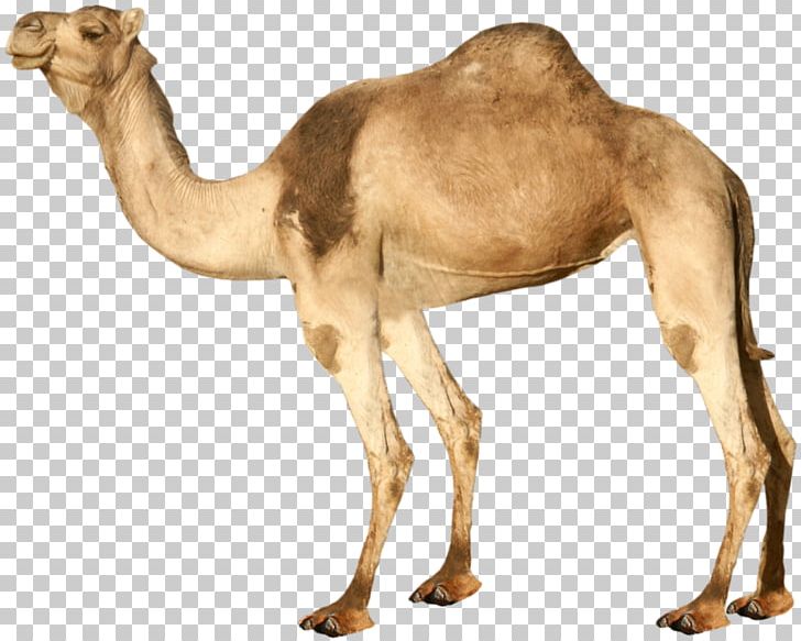 Dromedary Bactrian Camel PNG, Clipart, Animals, Arabian Camel, Bactrian Camel, Camel, Camel Like Mammal Free PNG Download