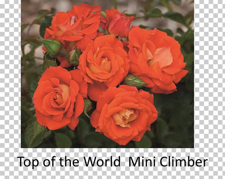 Garden Roses Floribunda Shrub PNG, Clipart, Annual Plant, Climbing, Cut Flowers, Departed, Floral Design Free PNG Download