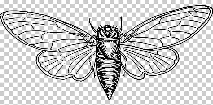 Colouring Pages Coloring Book Cicadoidea Australian Cicadas Illustration PNG, Clipart, Animals, Arthropod, Artwork, Child, Color Free PNG Download