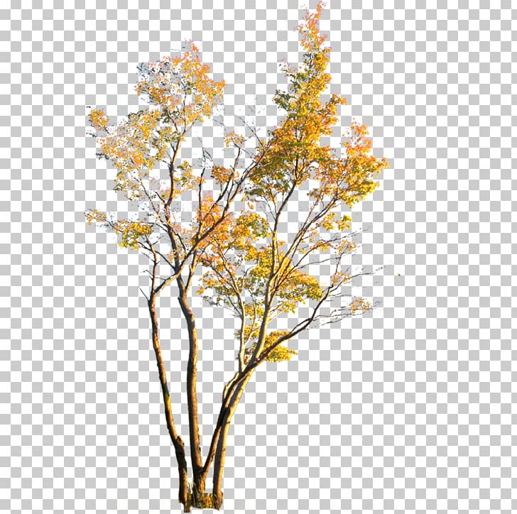 Leaf Plant PNG, Clipart, Autumn, Autumn Leaves, Autumn Tree, Branch, Fall Free PNG Download