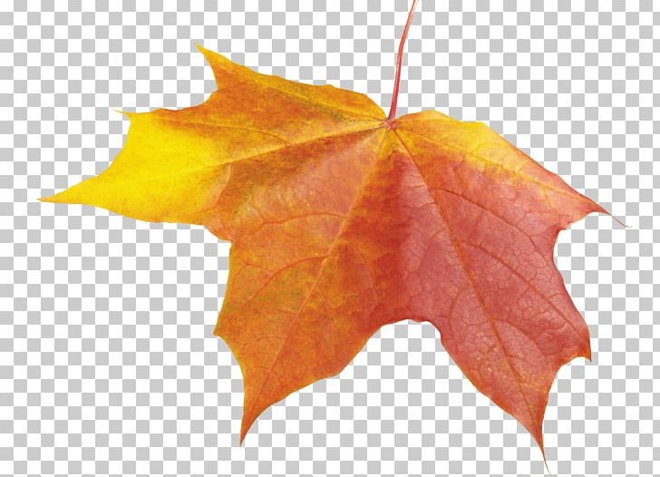 Maple Leaf Autumn Leaf Color PNG, Clipart, Autumn, Autumn Leaf Color, Autumn Leaves, Beauty, Collage Free PNG Download