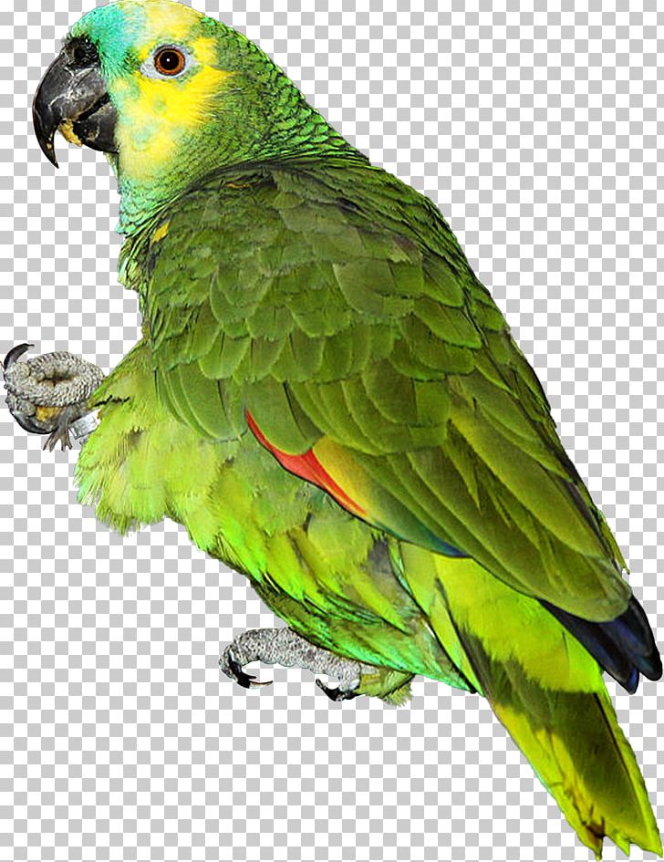 Parrot Lovebird Turquoise-fronted Amazon PNG, Clipart, Amazon Parrot, Animal, Animals, Beak, Bird Free PNG Download