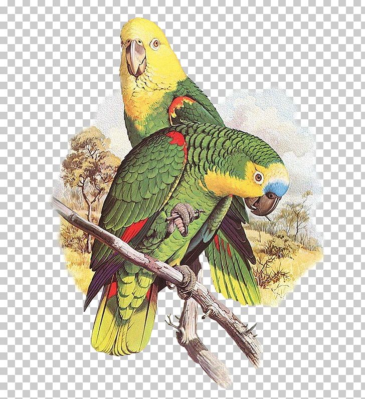 Parrots Of The World Bird Parakeet PNG, Clipart, Beak, Bird, Carolina Parakeet, Common Pet Parakeet, Drawing Free PNG Download