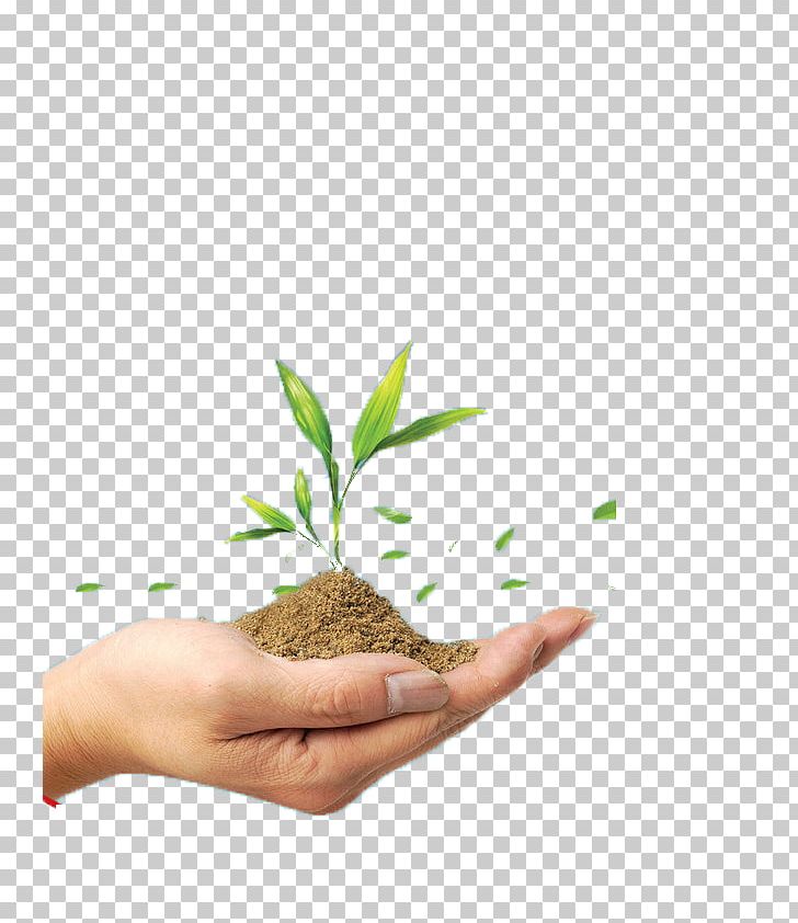 Soil Green Seedling Plant PNG, Clipart, Background Green, Beach Rose, Ecology, Environment, Finger Free PNG Download