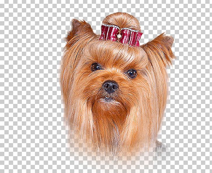 Yorkshire Terrier Australian Silky Terrier Australian Terrier Norfolk Terrier Norwich Terrier PNG, Clipart, Animals, Australian Silky Terrier, Australian Terrier, Biewer Terrier, Cairn Terrier Free PNG Download