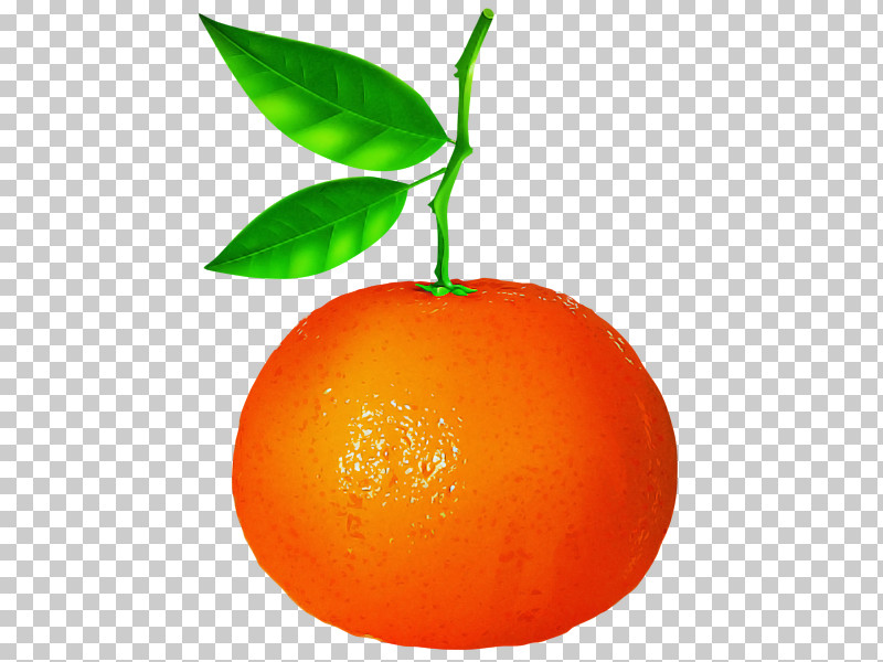 Orange PNG, Clipart, Citrus, Clementine, Fruit, Grapefruit, Mandarin Orange Free PNG Download